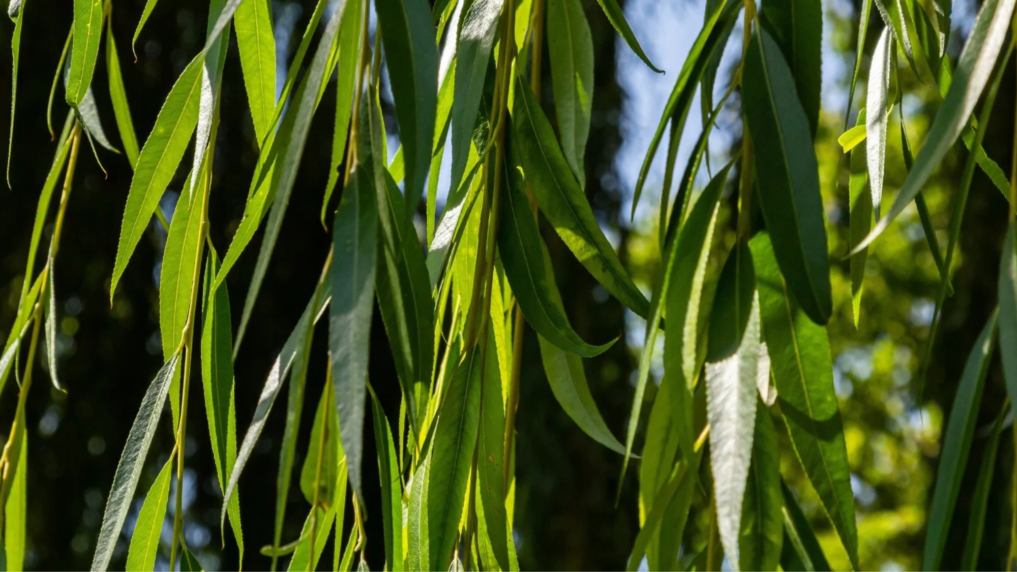 Weeping_Willow