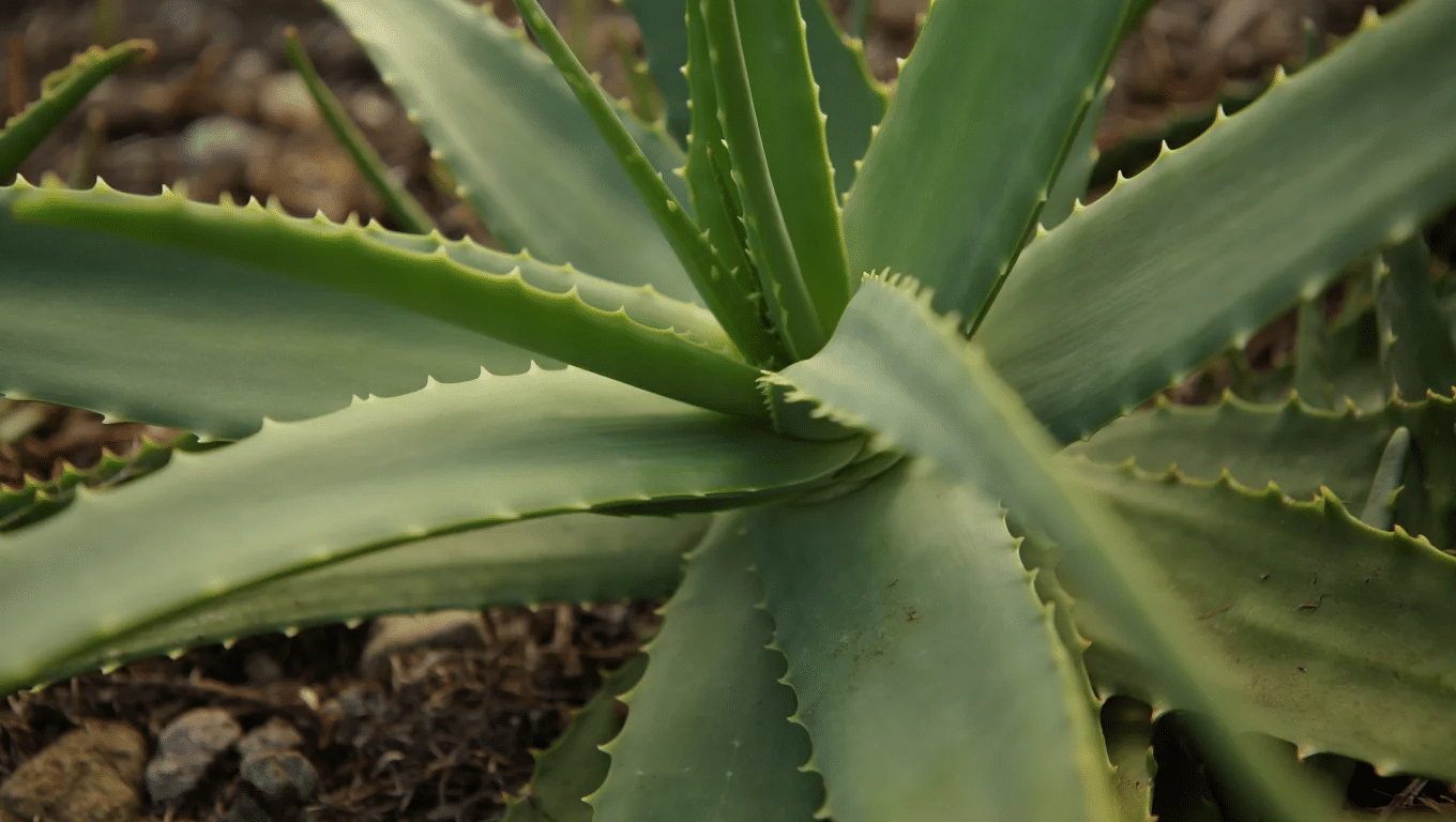 What Do Black Spots on an Aloe Plant Mean?