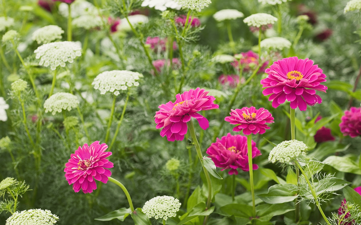 Zinnia Benefits: Boost Your Garden and Health