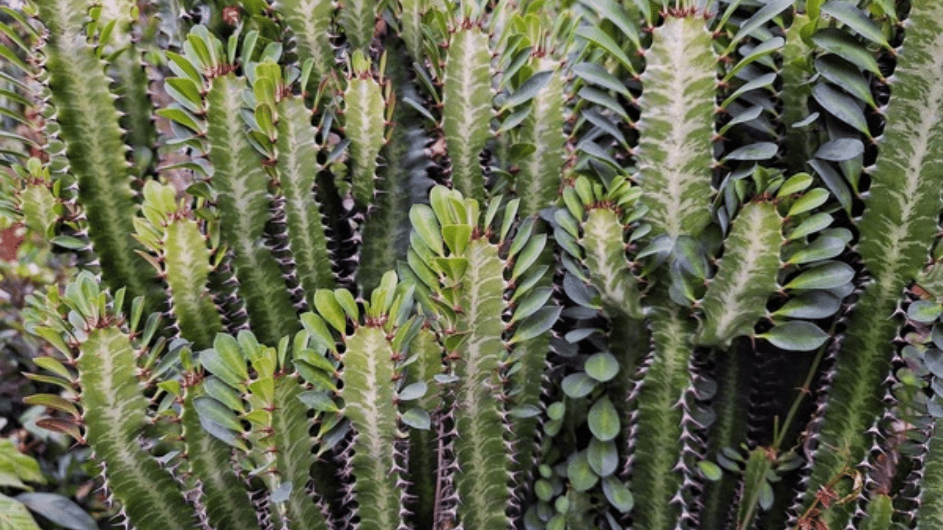 African Milk Tree (Euphorbia Trigona)
