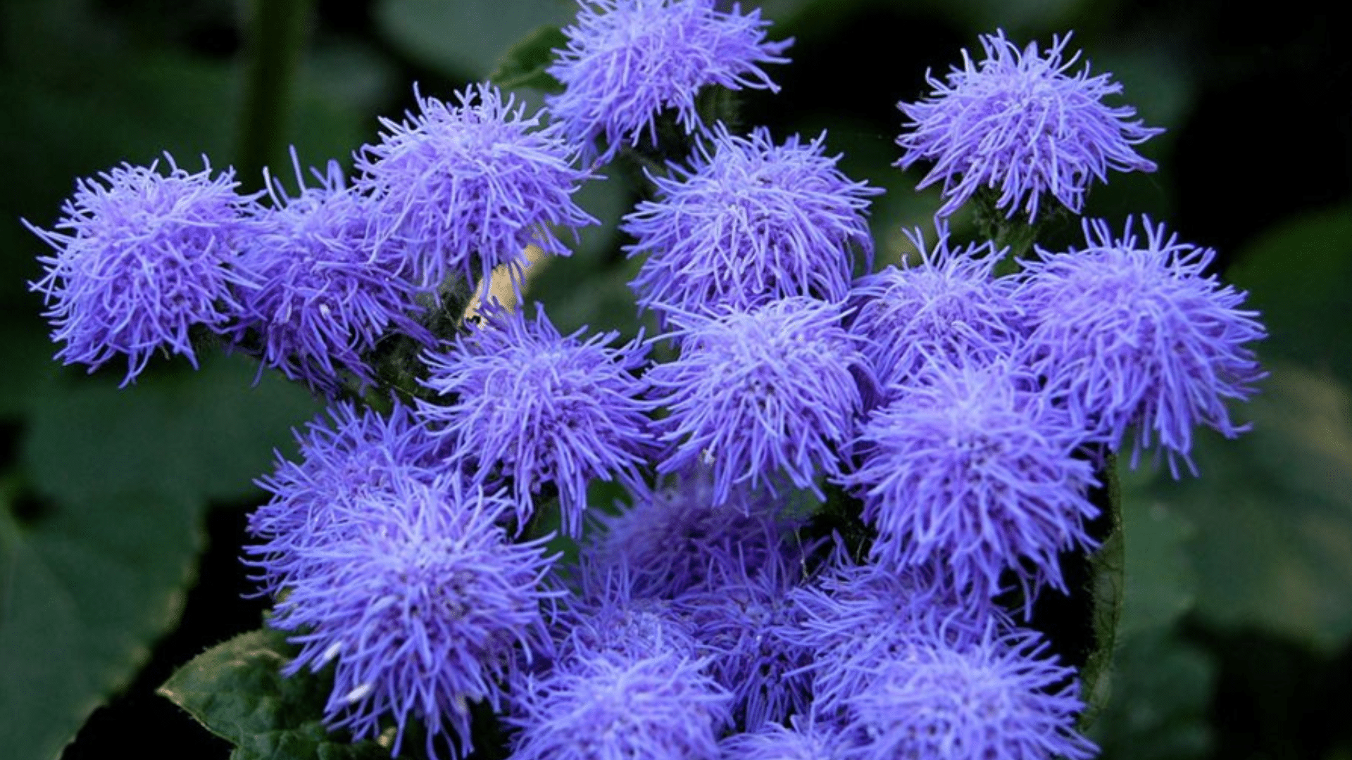 Ageratum