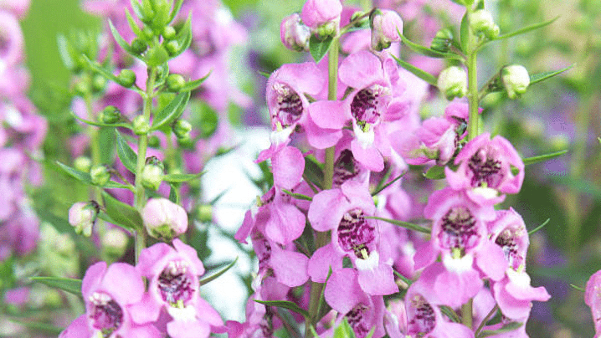 Angelonia