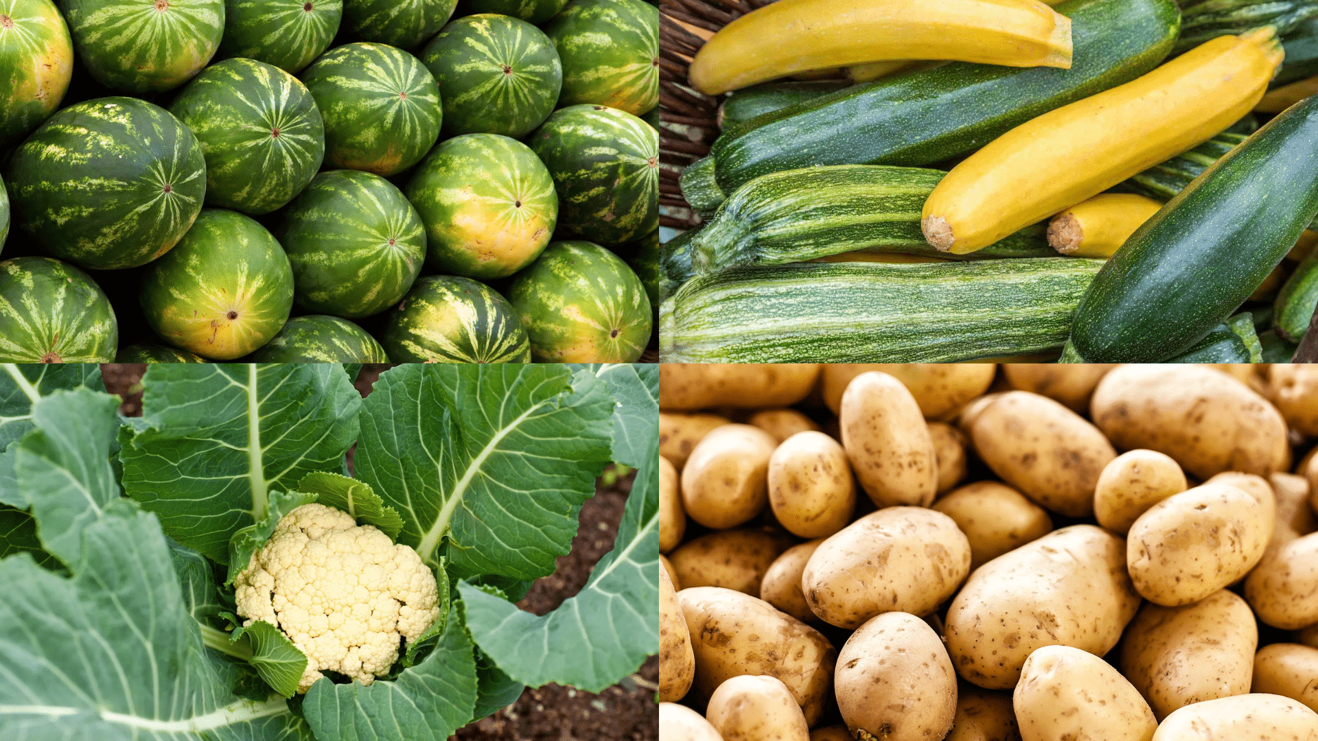 Antagonistic Plants to Avoid Growing After Cucumbers