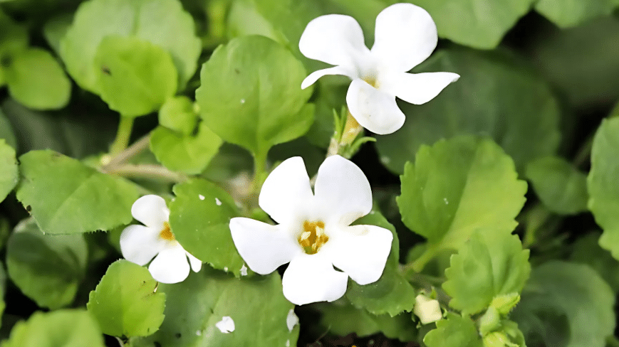 Bacopa