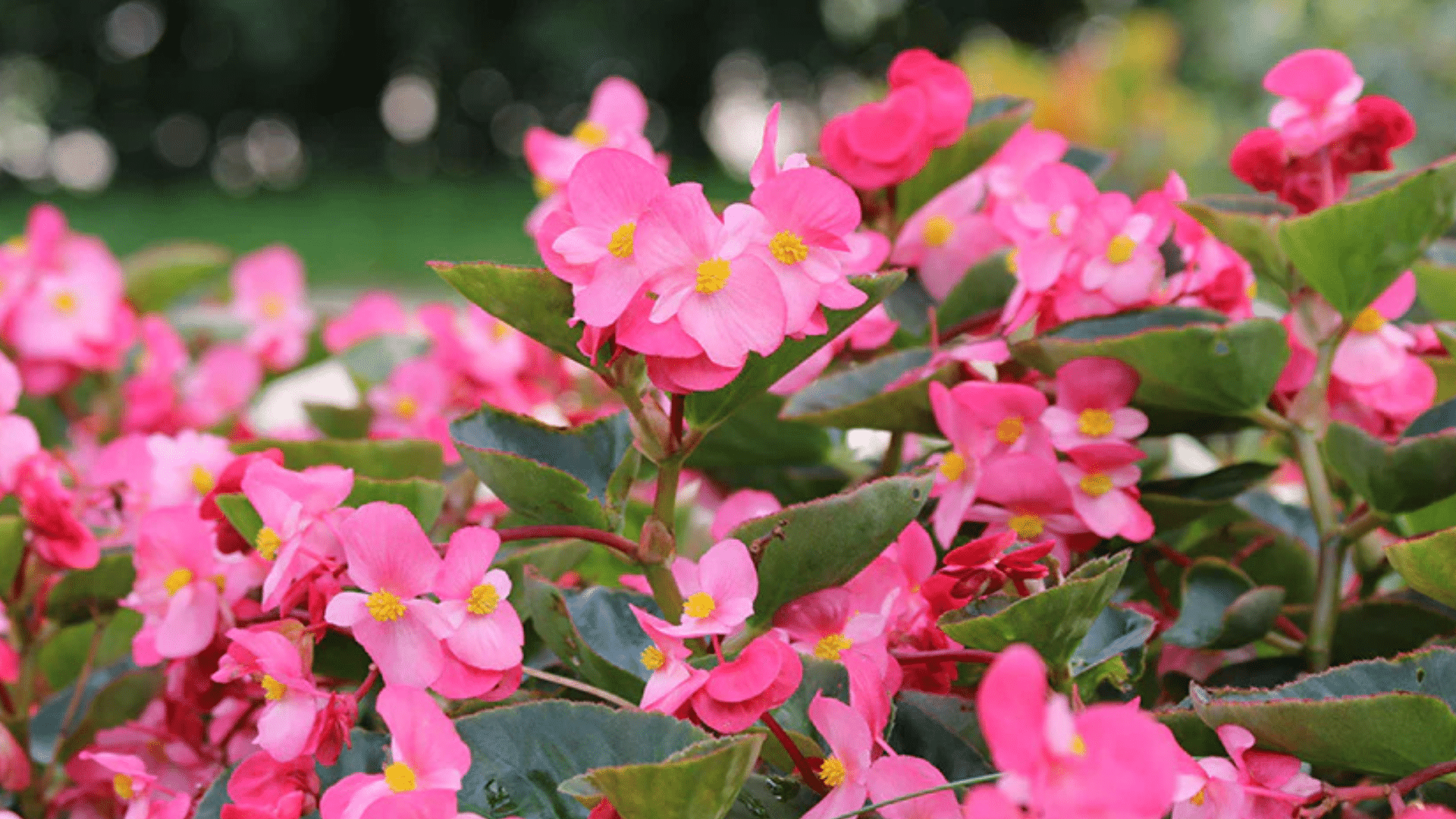 Begonia