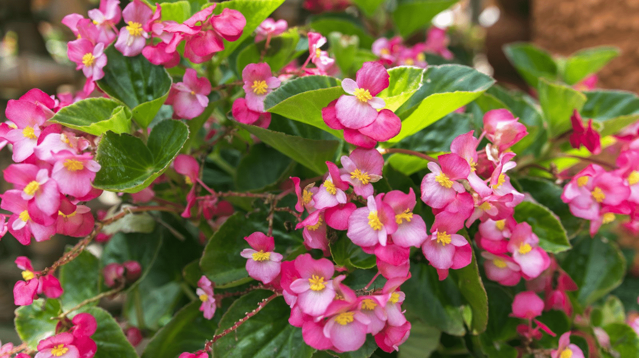 Begonia