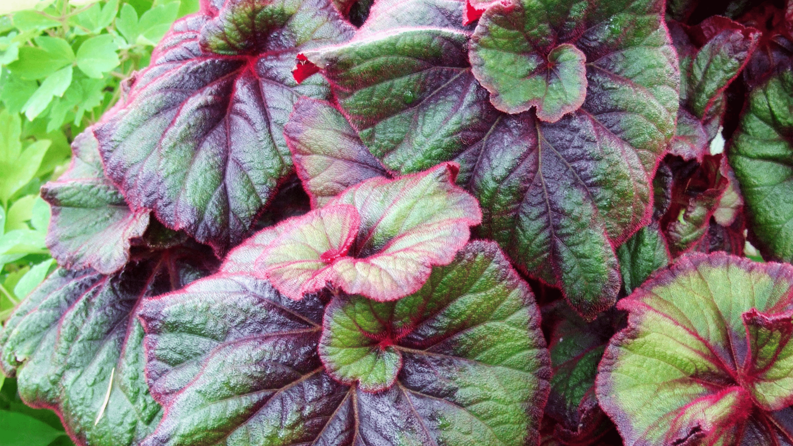 Begonia Rex