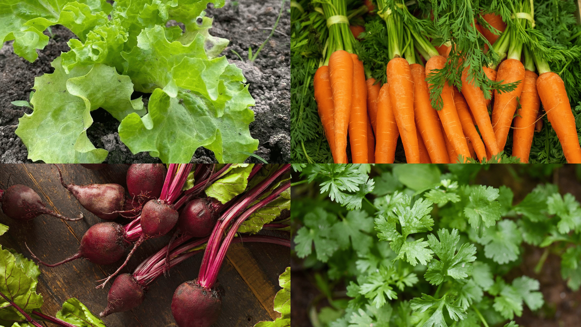 Best Successive Crops After Cucumbers for a Bountiful Harvest