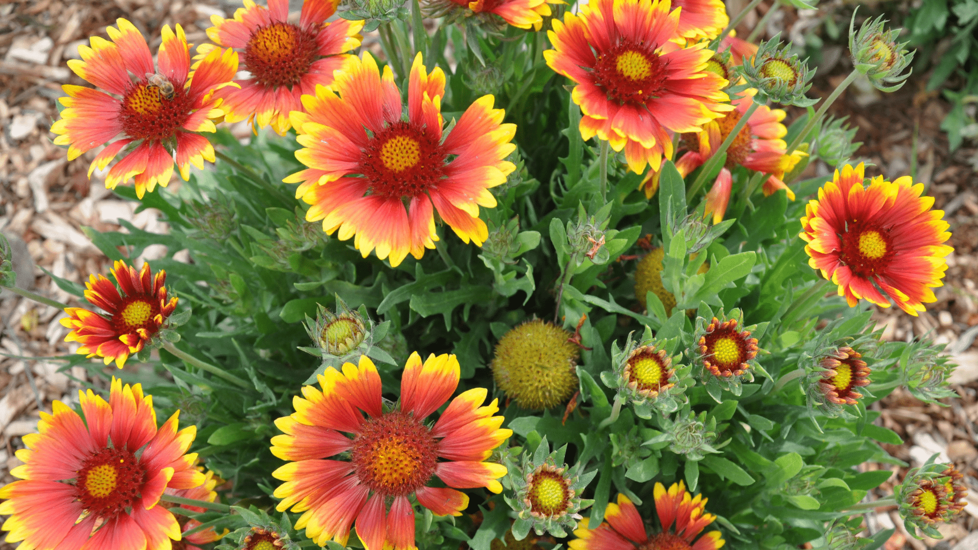 Blanket_Flower_Gaillardia