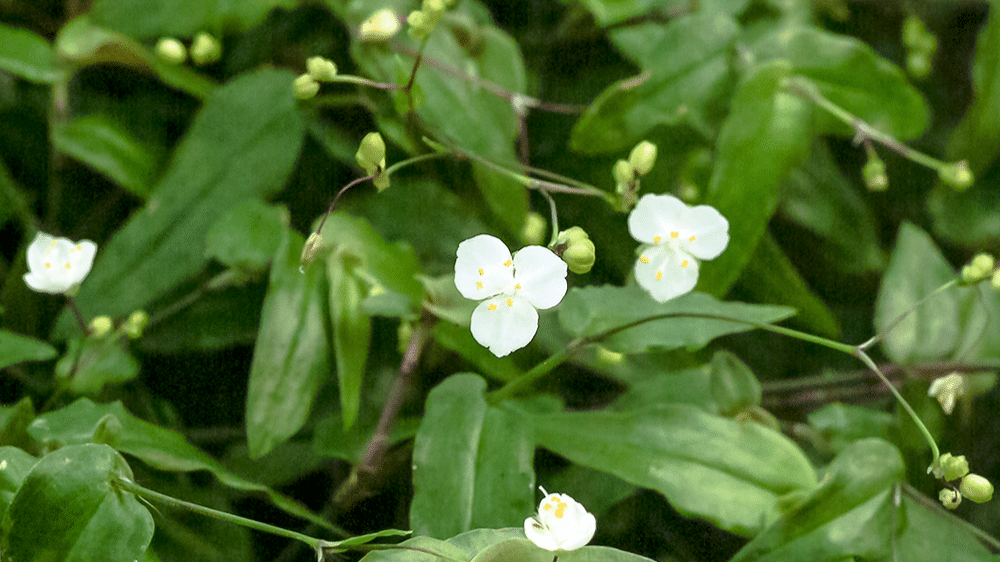 Bridal Veil (Gibasis geniculata)