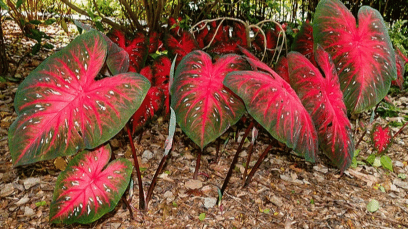 Caladium