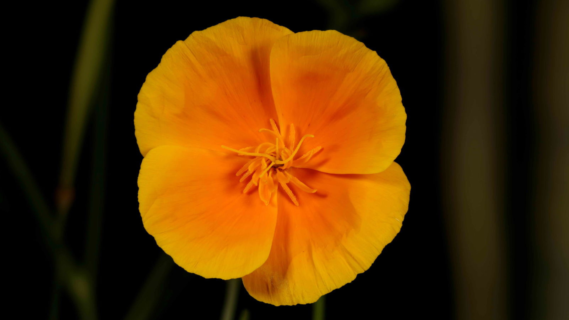 California_Poppy