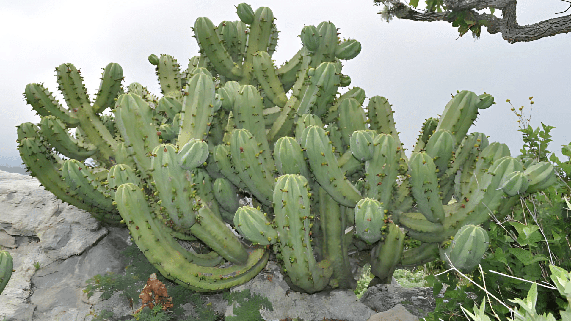 Candelabra Cactus (Myrtillocactus Cochal)