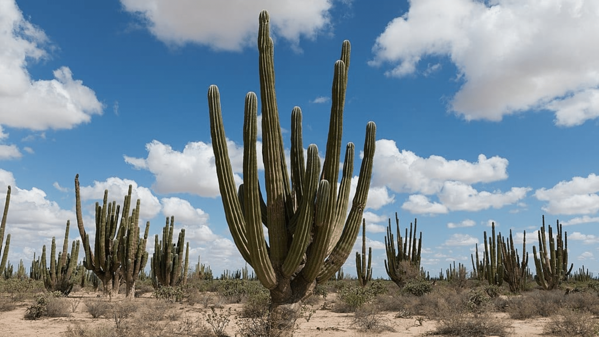 Cardón (Pachycereus pringlei)