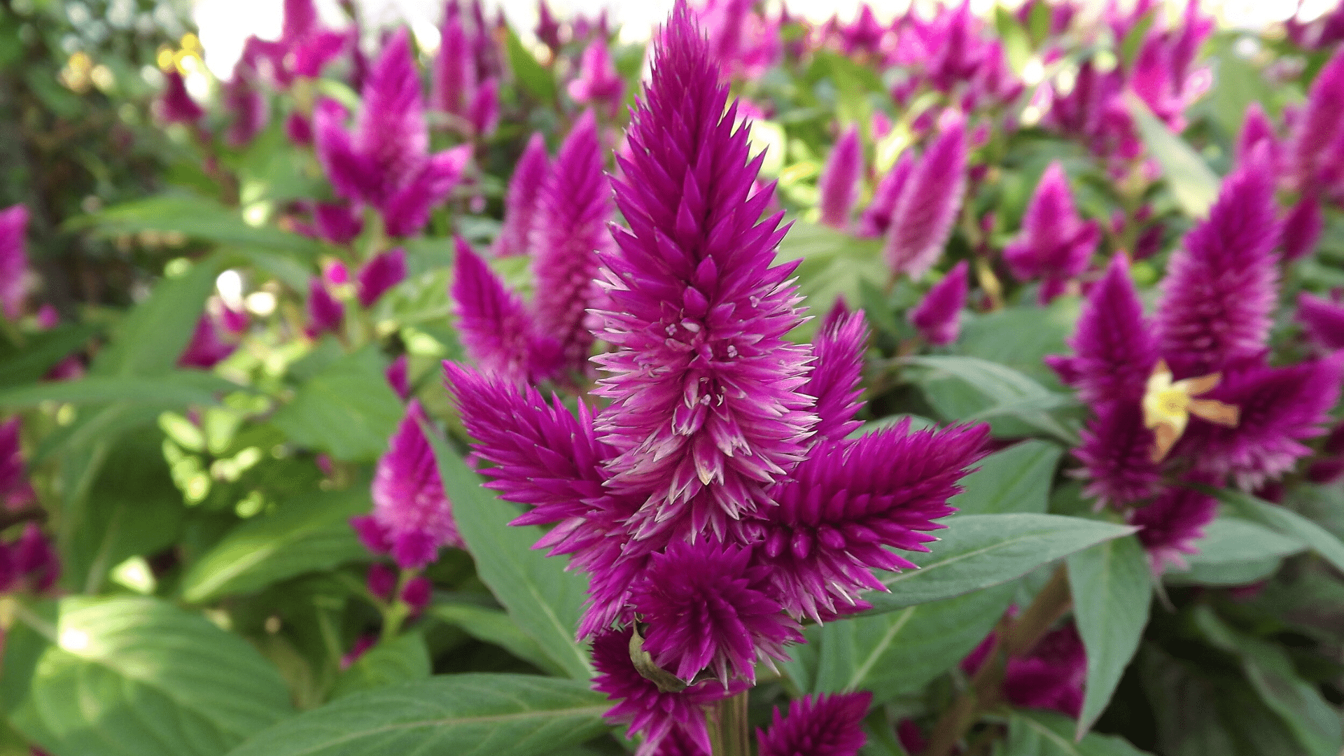 Celosia