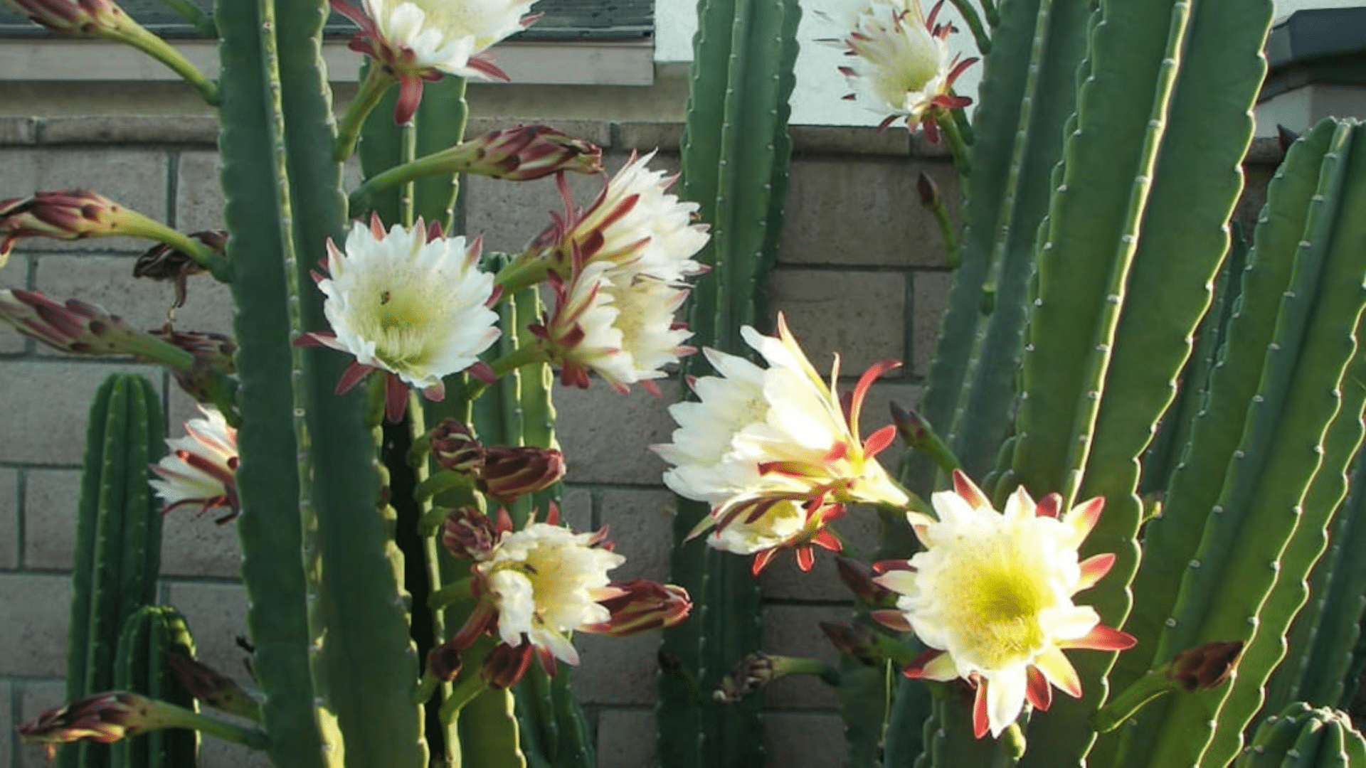 Cereus Peruvianus (Cereus repandus)