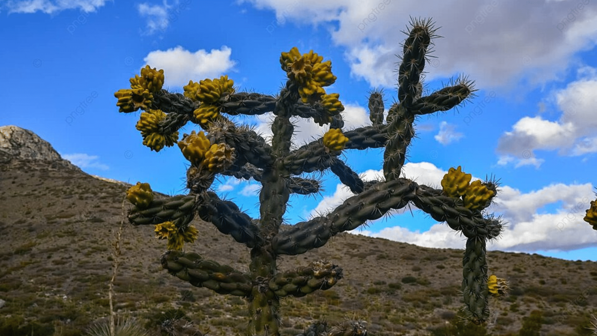 Cholla (Cylindropuntia spp.)