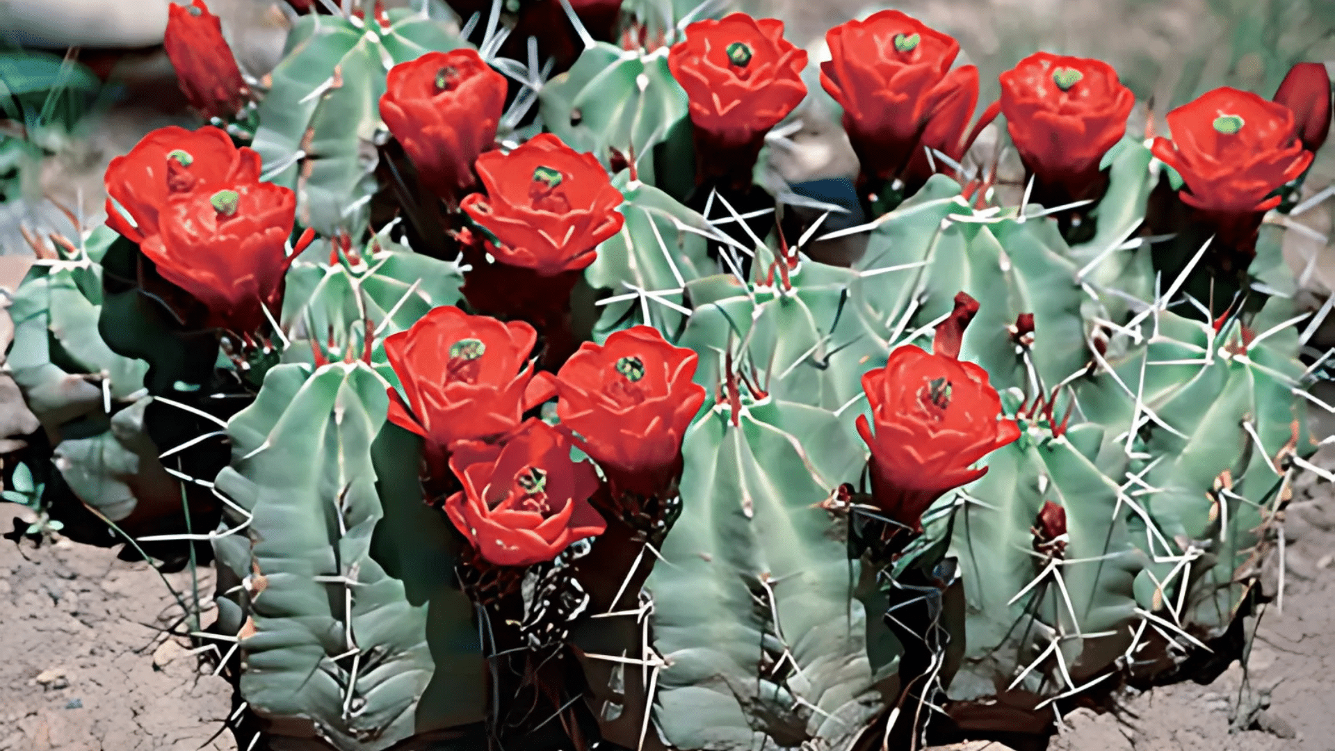Claret Cup Cactus (Echinocereus Triglochidiatus)