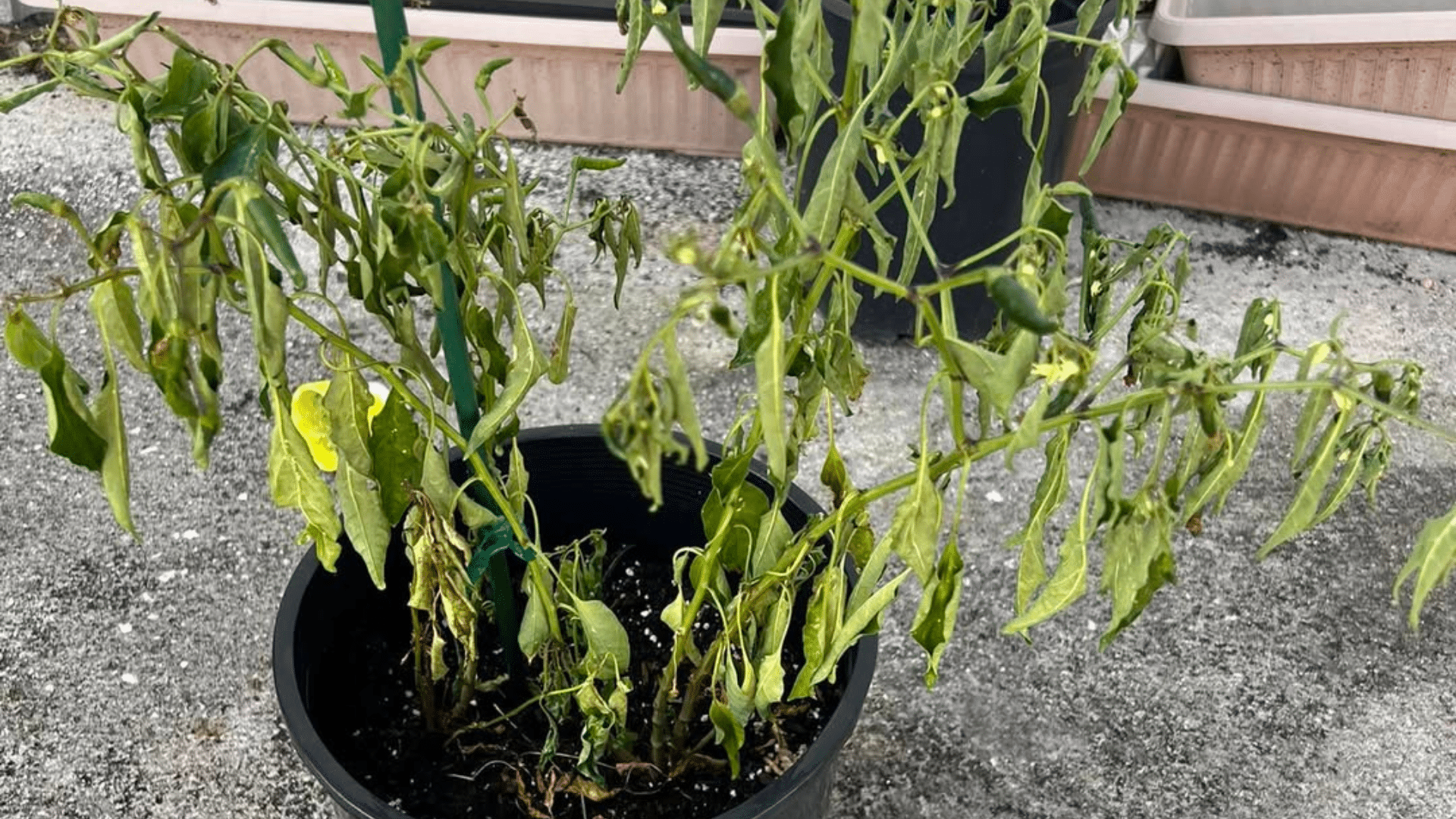 Common Mistakes to Avoid While Watering Your Pepper Plants
