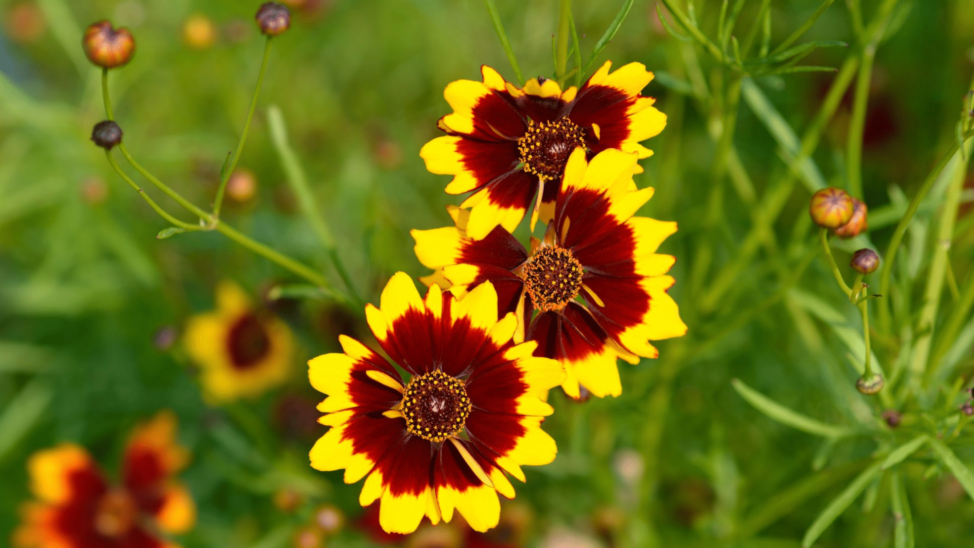 Coreopsis