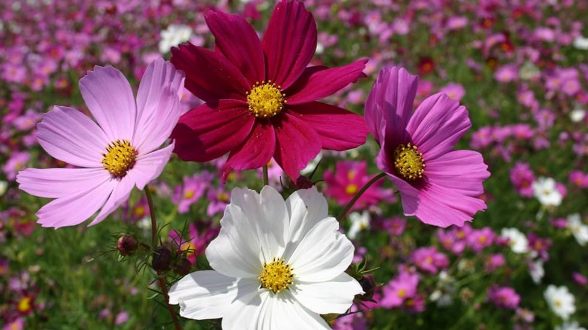 Cosmos