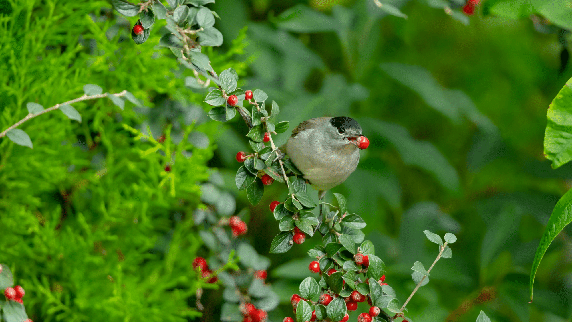 Do Birds Eat Plants? Balancing Attraction and Protection