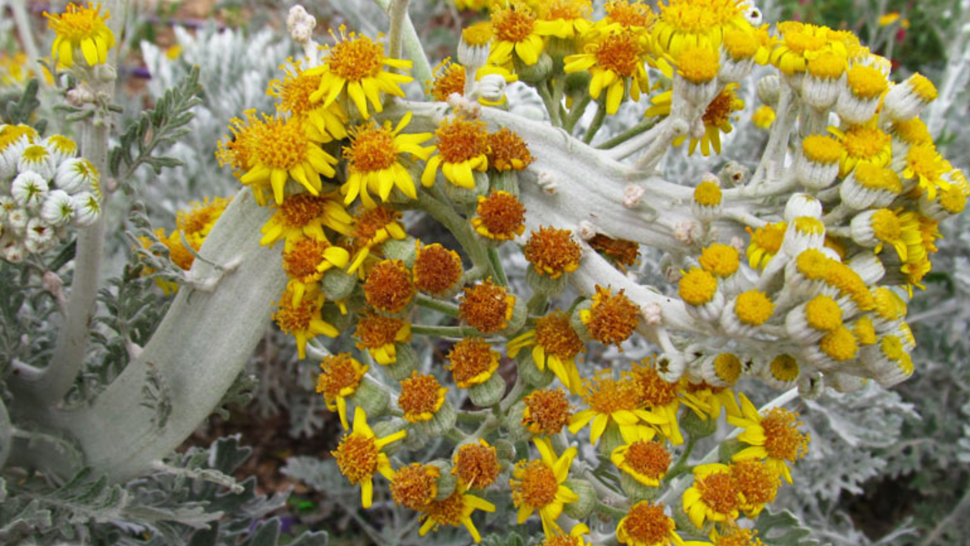 Dusty_Miller