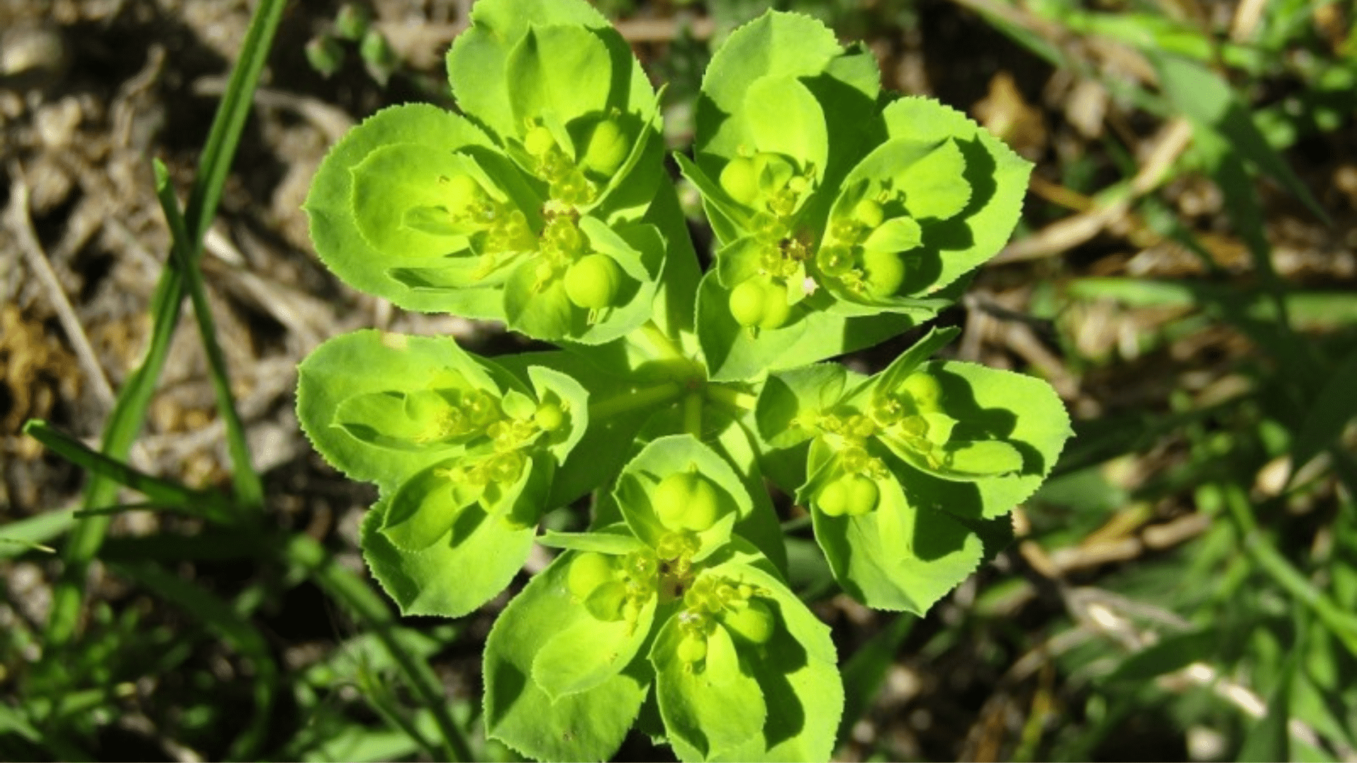 Euphorbia