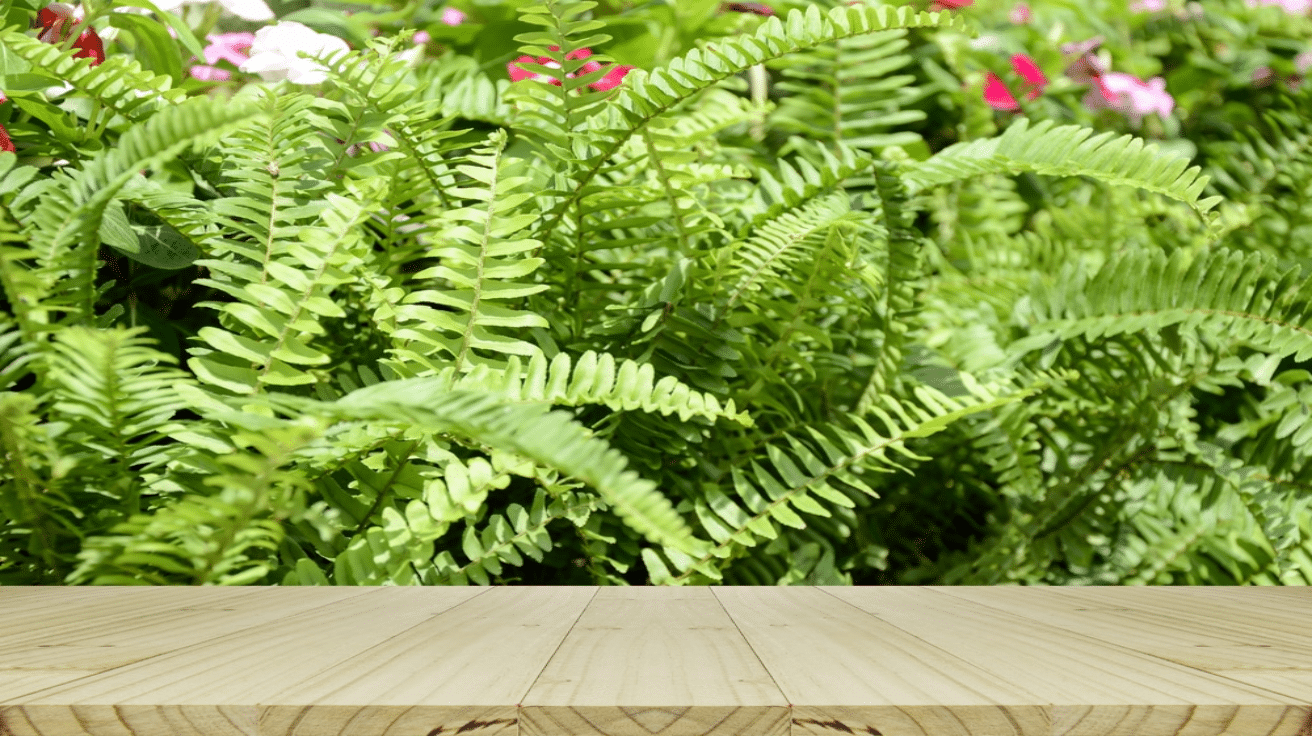 Ferns (Boston or Foxtail)