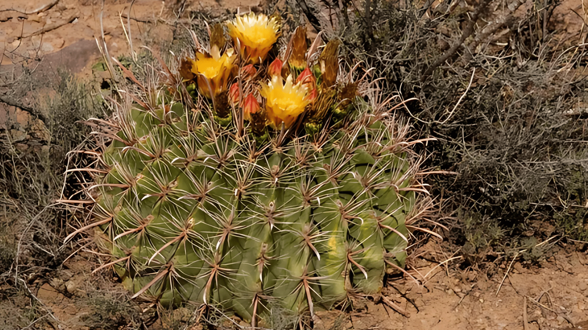 Fishhook Barrel Cactus (Ferocactus Wislizeni)
