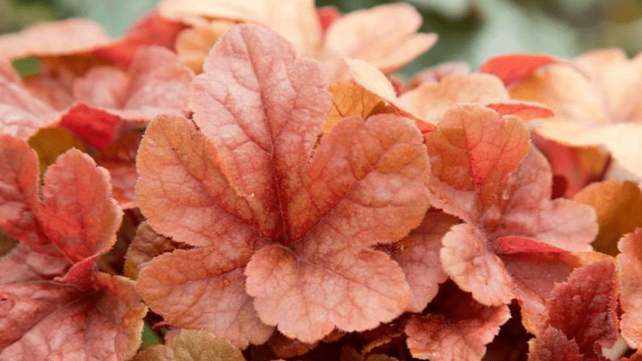 Foamy Bells (Heucherella)