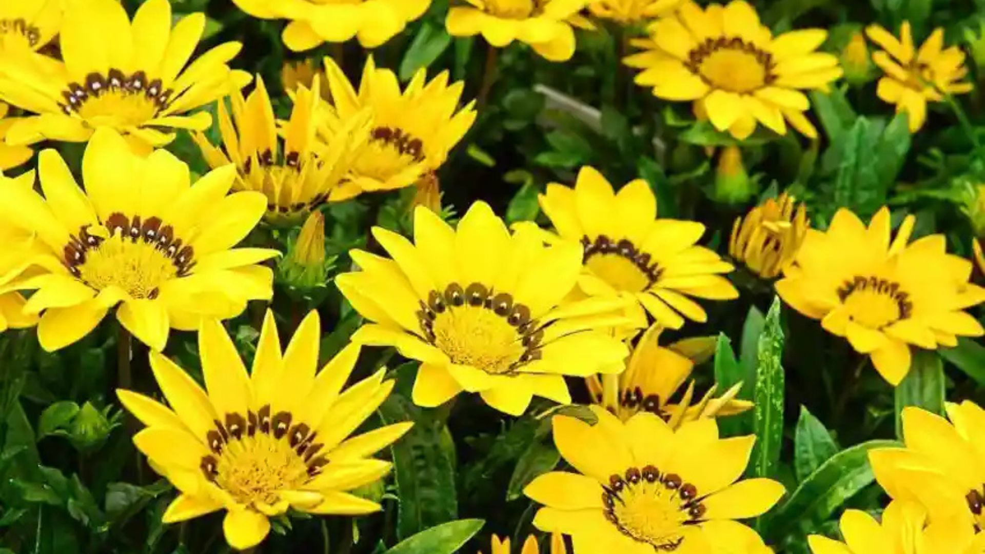 Gazania