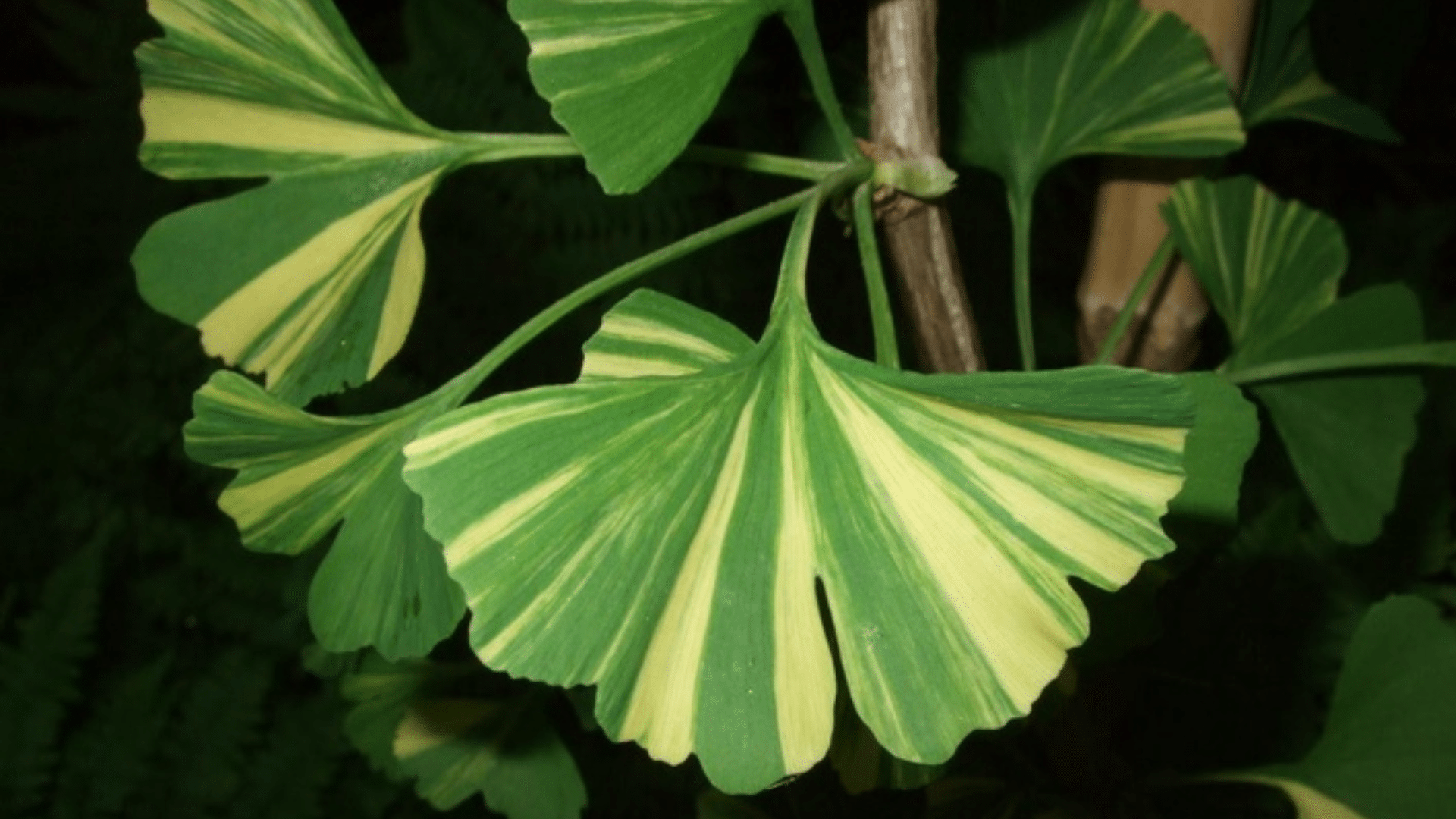Ginkgo_Biloba_Mariken_vs_Other_Varieties