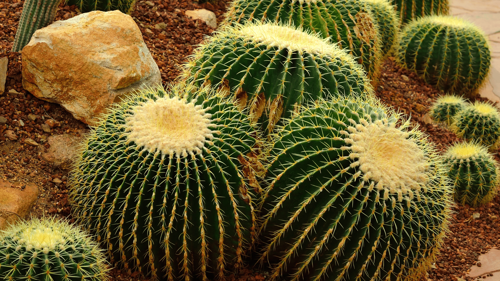 Golden Barrel Cactus (Echinocactus Grusonii)