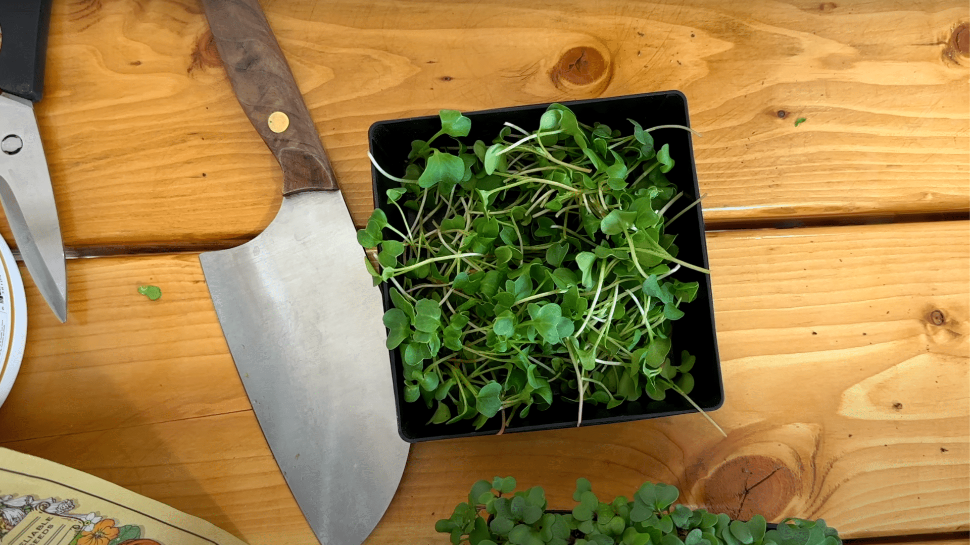 Harvest Your Microgreens