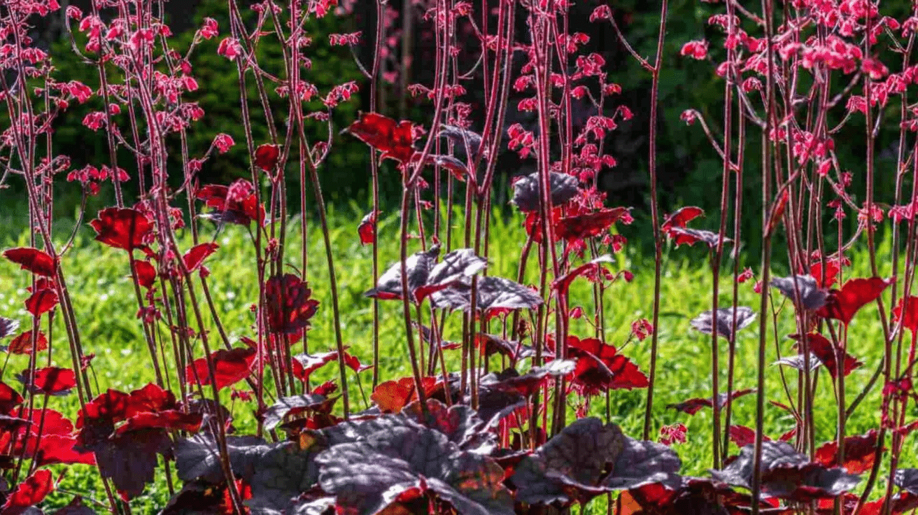 Heuchera (Coral Bells)