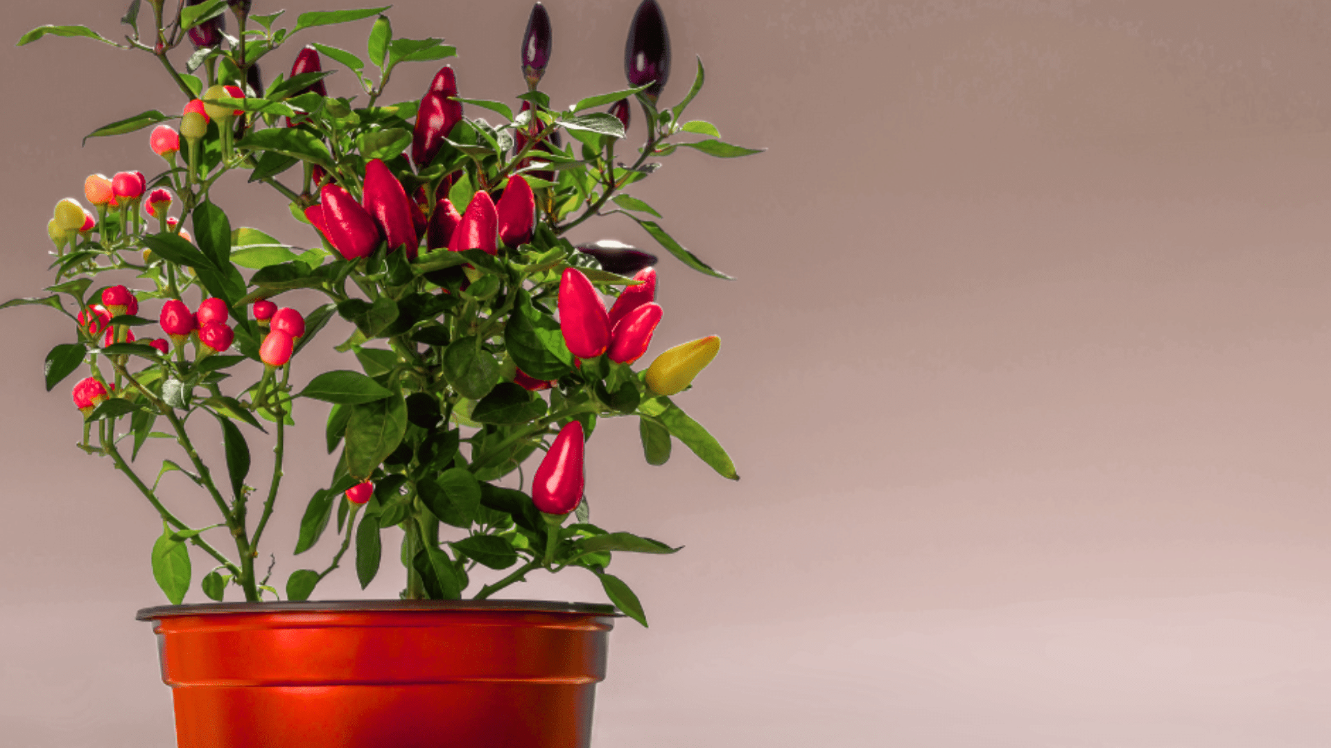 How Often to Water Pepper Plants for Healthy Growth