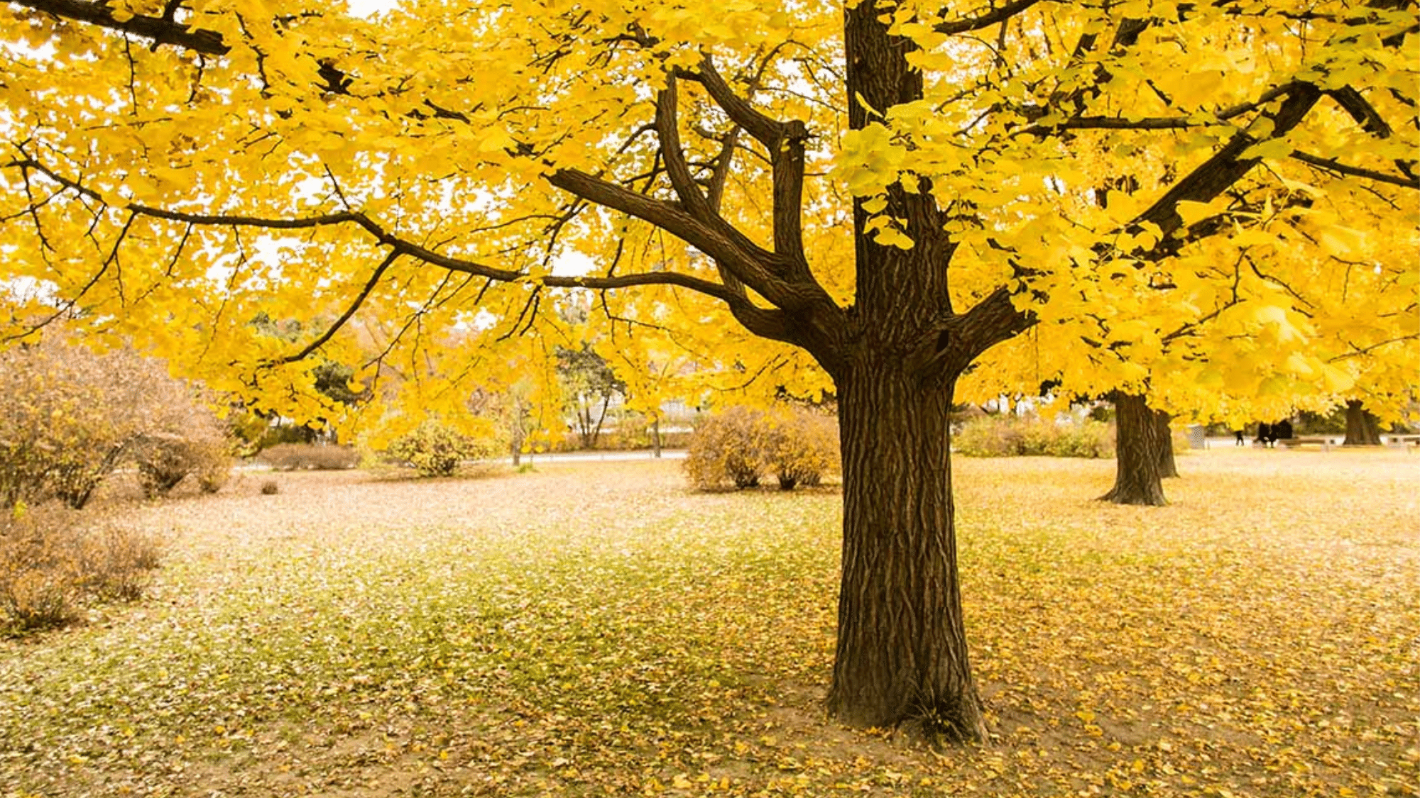 How to Propagate Ginkgo Biloba Mariken