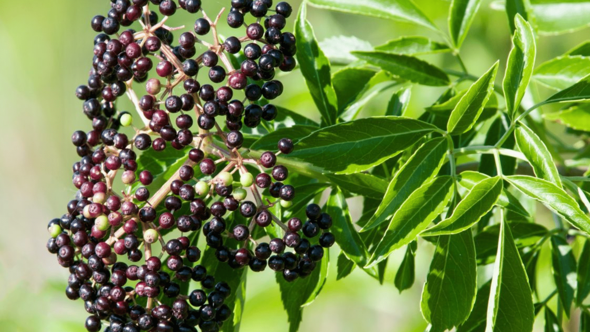 Identifying When to Pick Elderberries