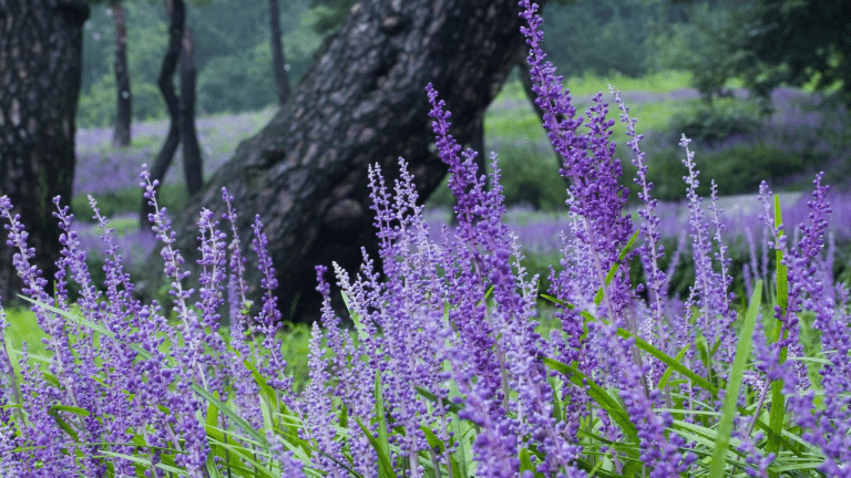 Is Liriope Deer Resistant? Find Here