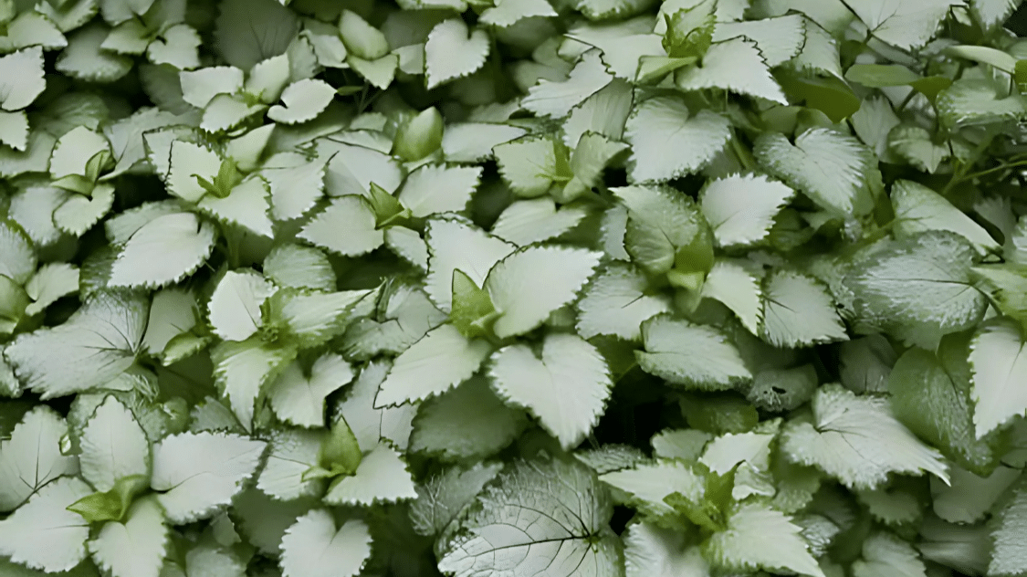 Lamium