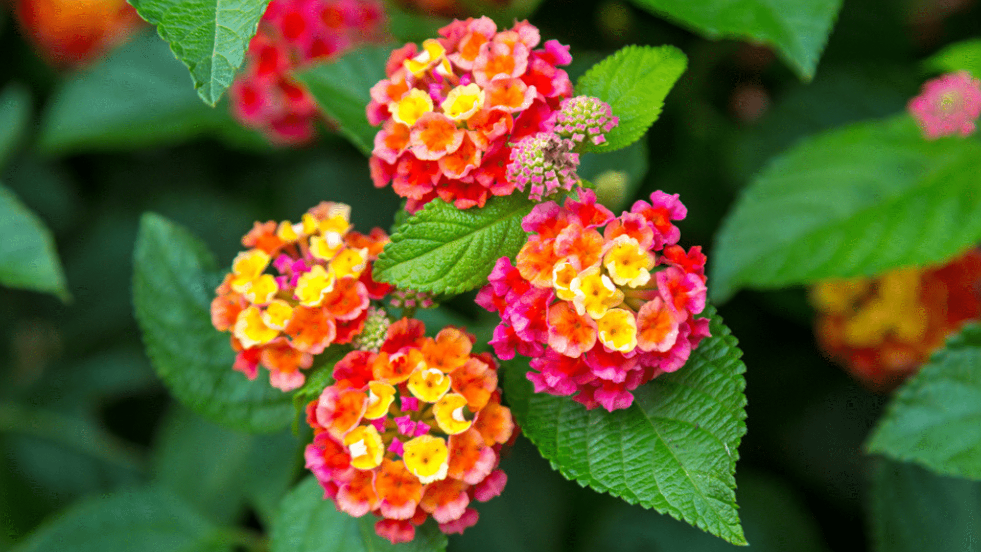 Lantana
