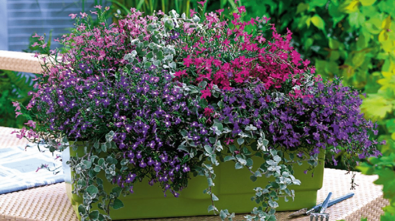 Lobelia