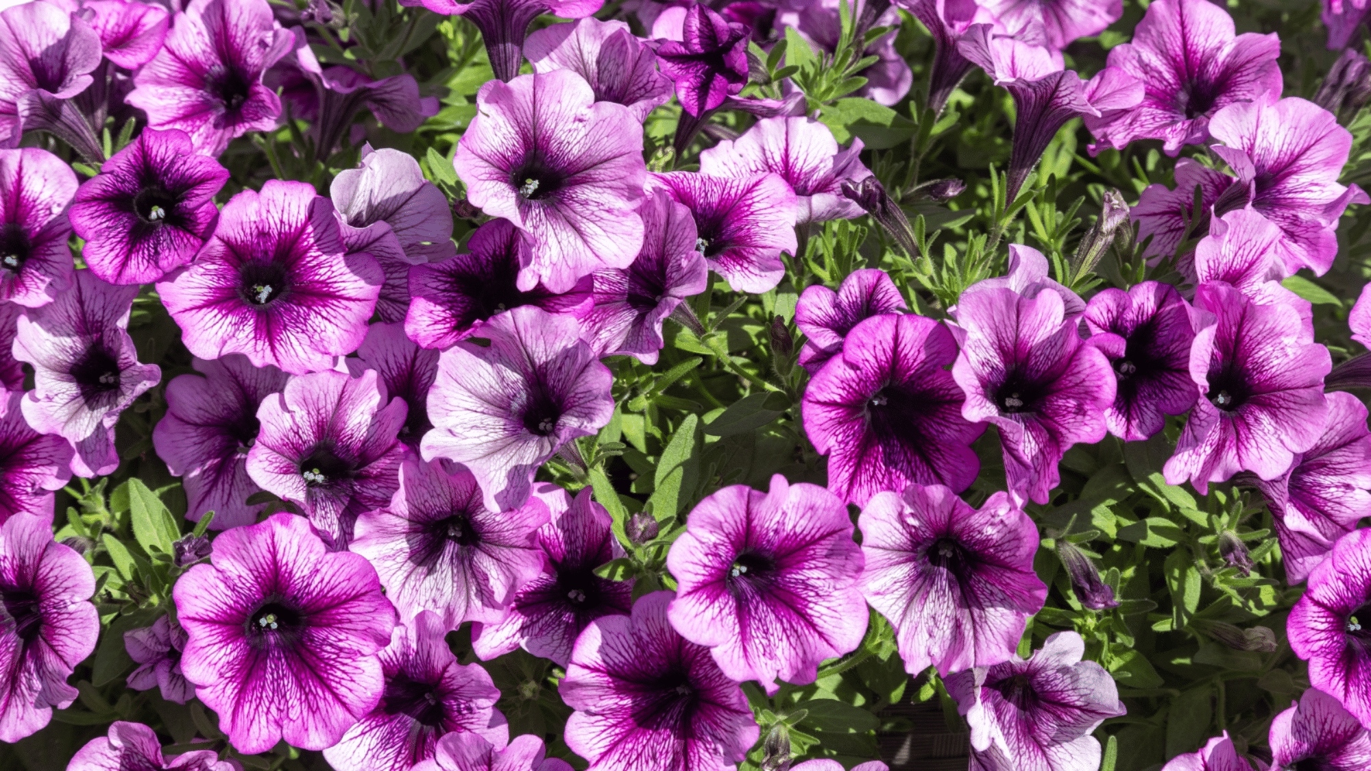 Making Petunias More Appealing to Bees