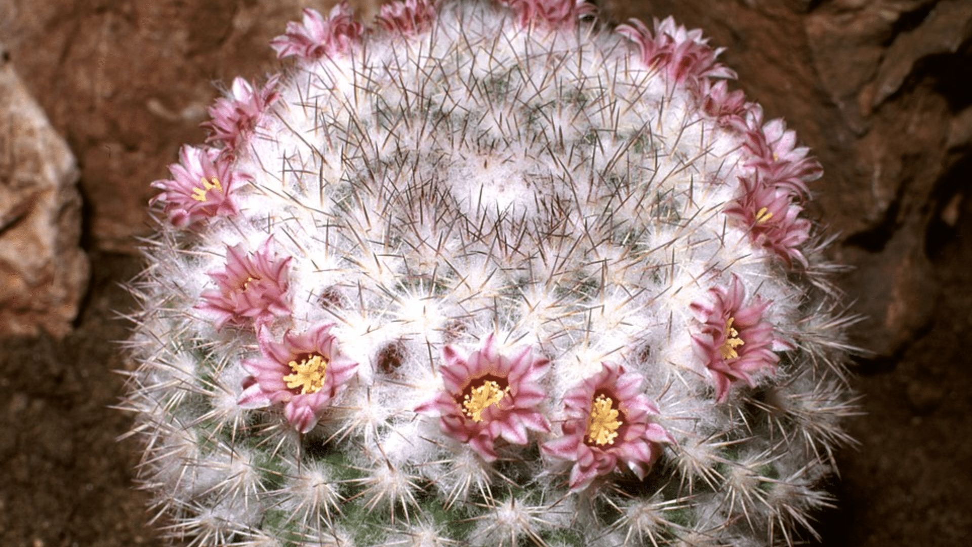 Mammillaria (Mammillaria spp.)