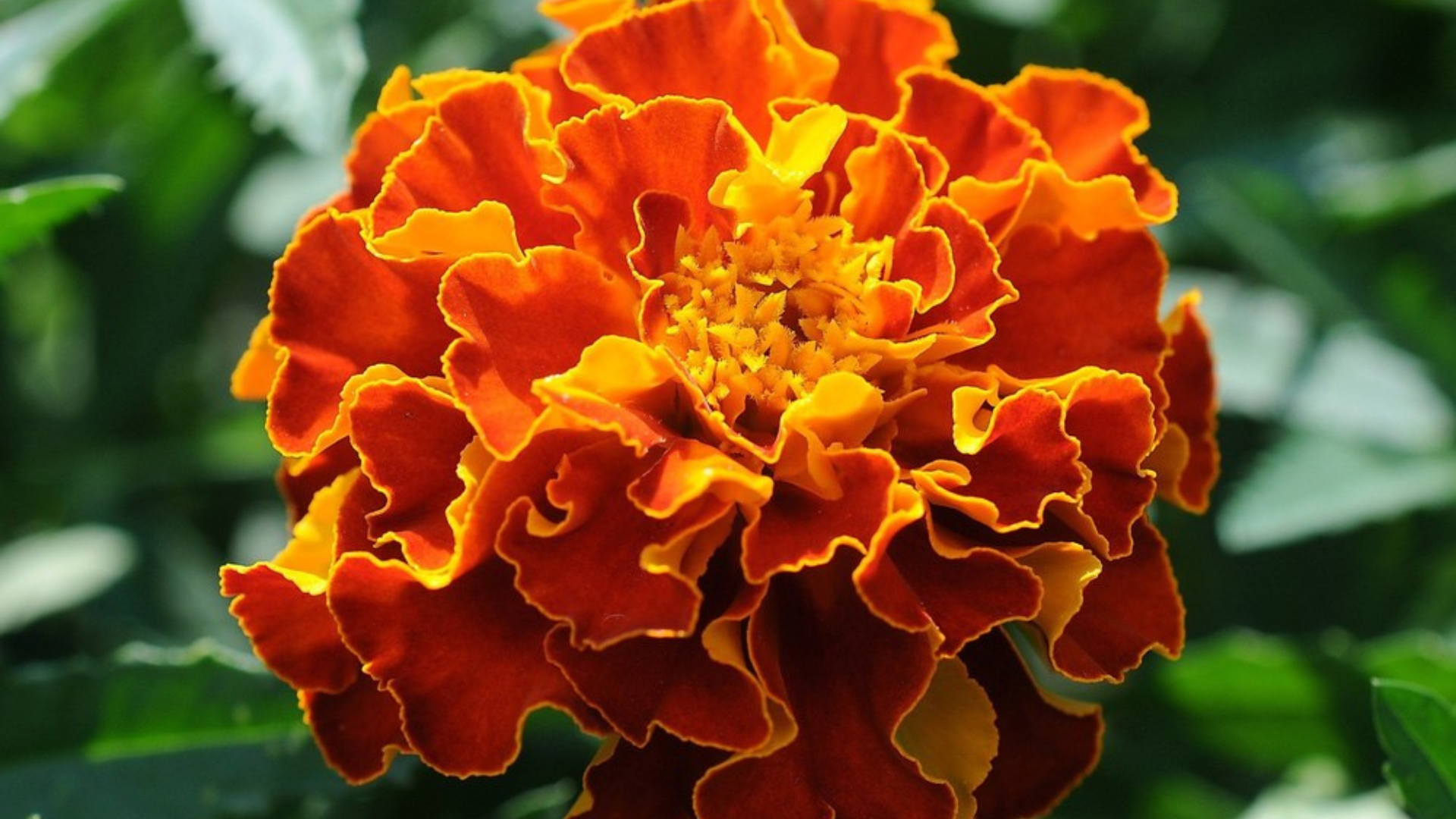 Marigold