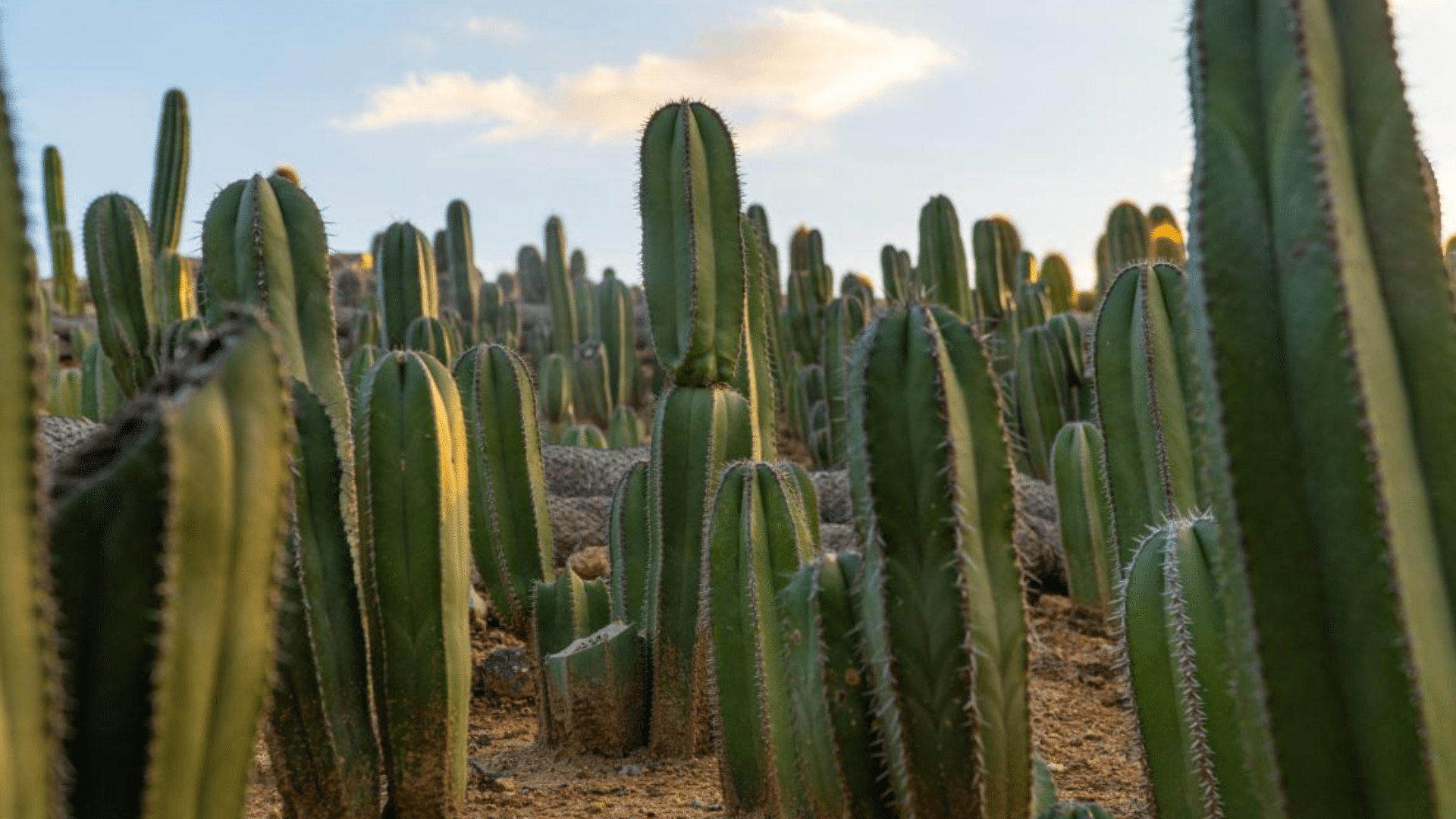 Mexican Fence Post (Pachycereus Marginatus)