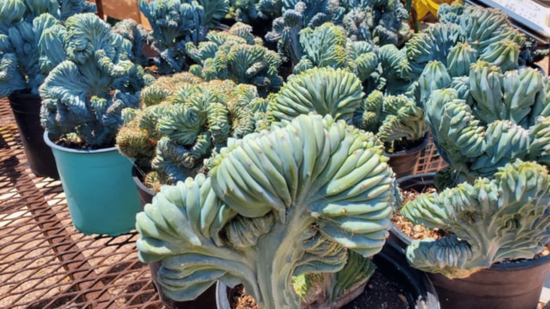 Myrtillocactus Geometrizans