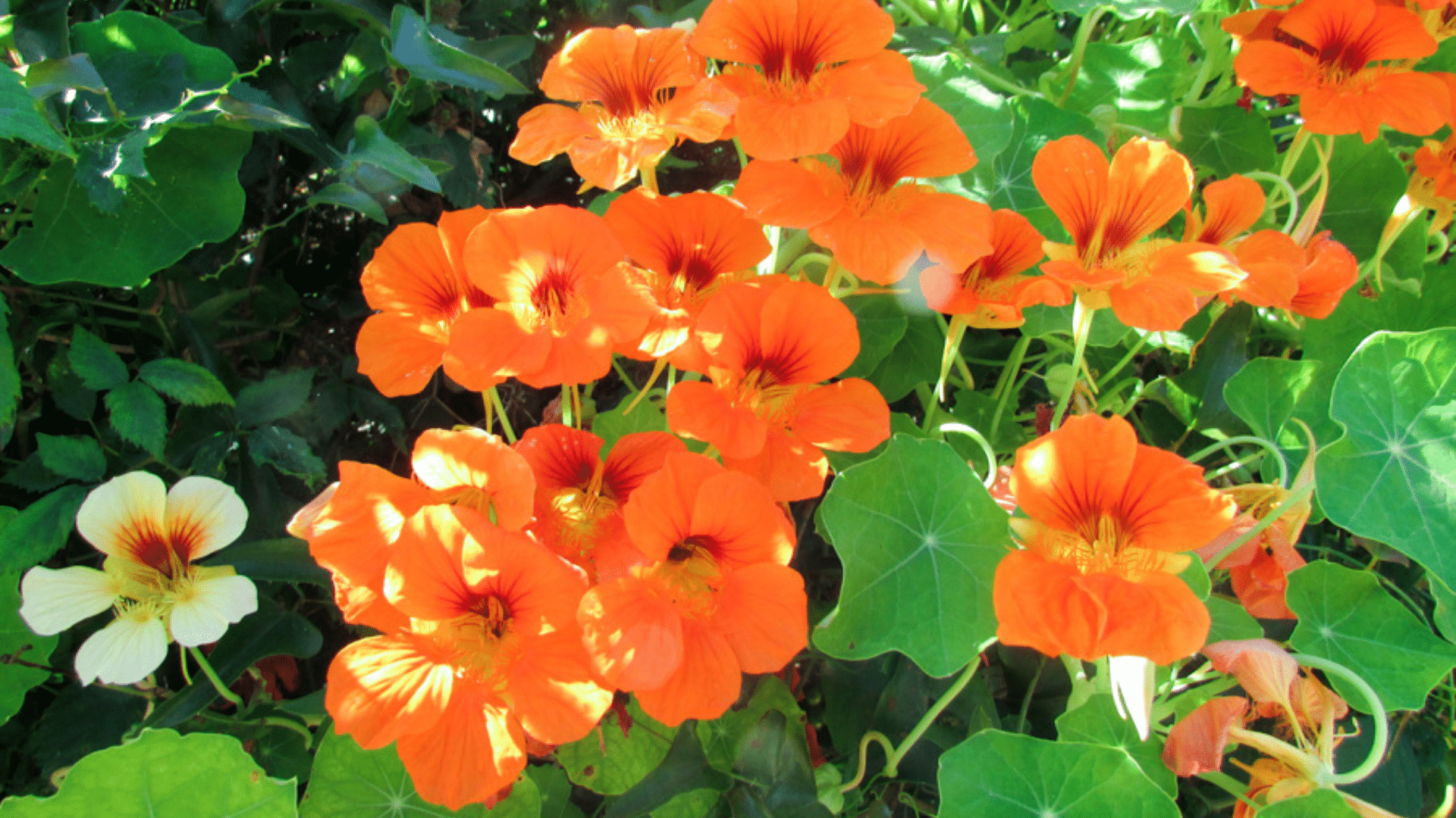 Nasturtium