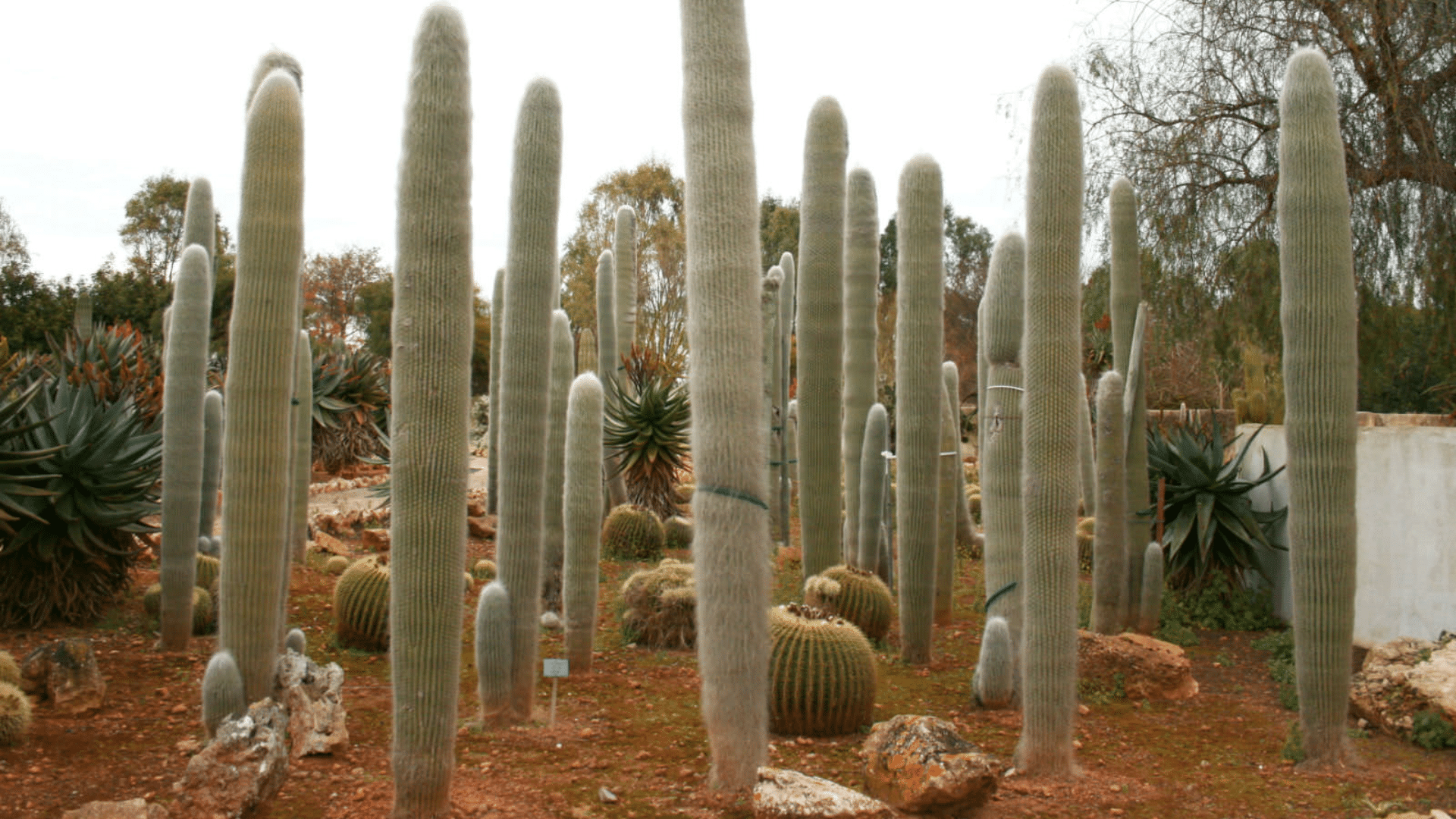 Old Man Cactus (Cephalocereus Senilis)